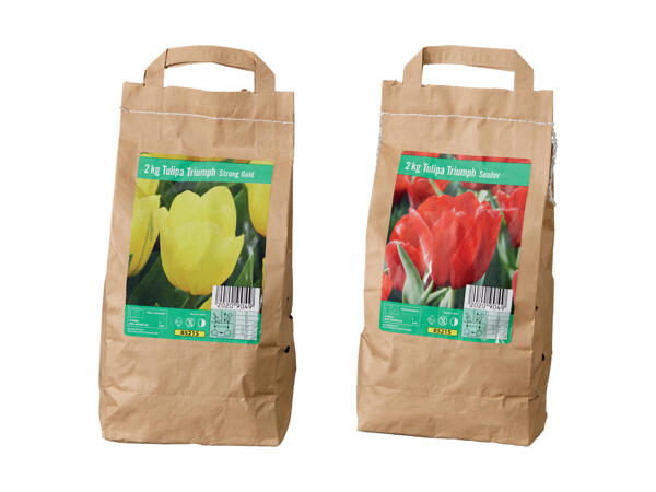Tulipan blomsterløg