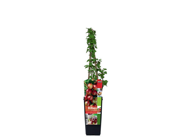 Arbustes à petits fruits