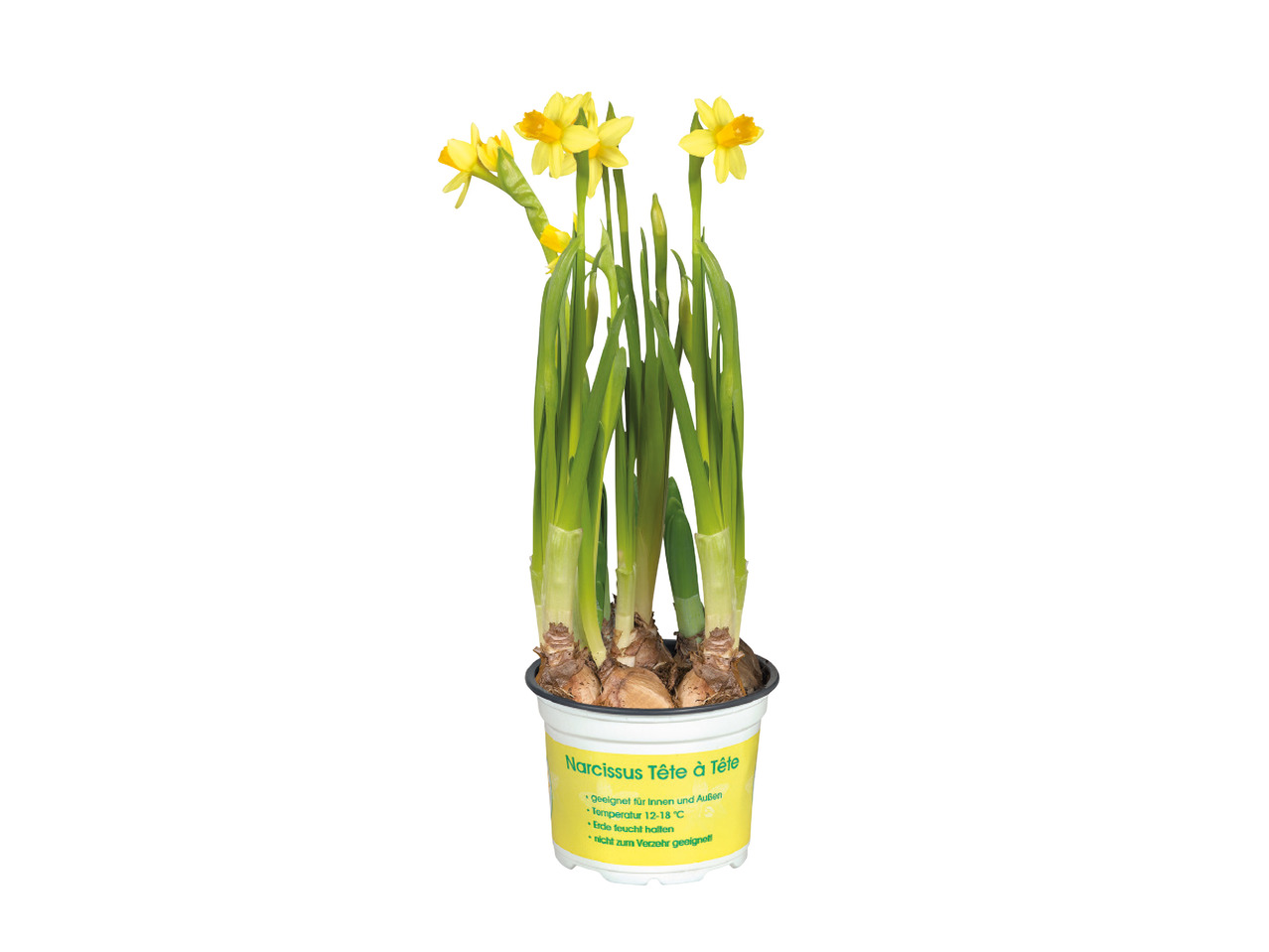 Daffodils1