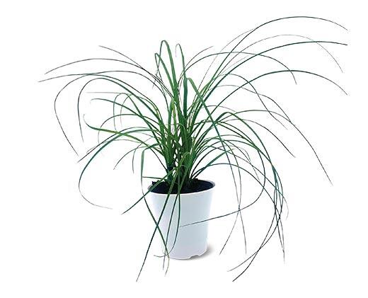 4" Foliage Assorted Varieties