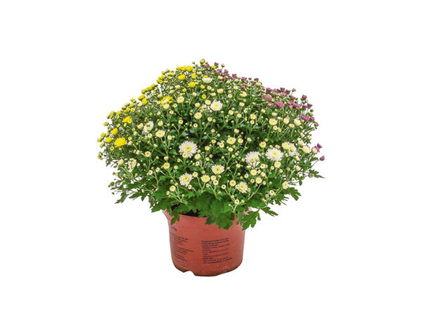 Krysantemum, trio