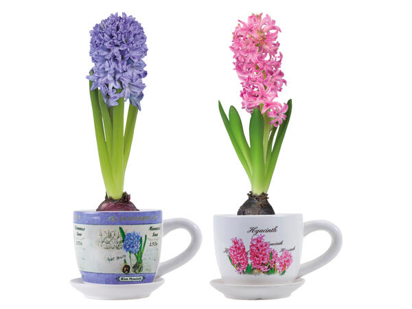 Hyacinths in Cups