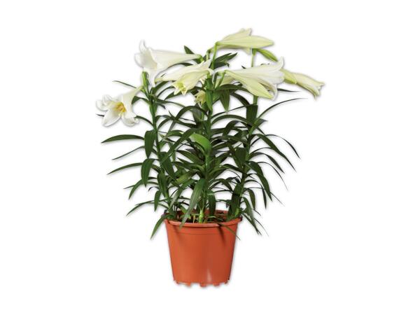 Lilien longiflorum