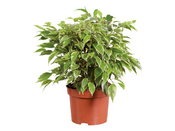 Assorted Houseplants 