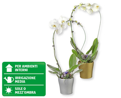 Phalaenopsis Cascade natalizia