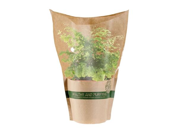 Air Purifying Plants