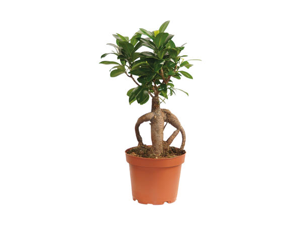 Ficus microcarpa laurbærfigen