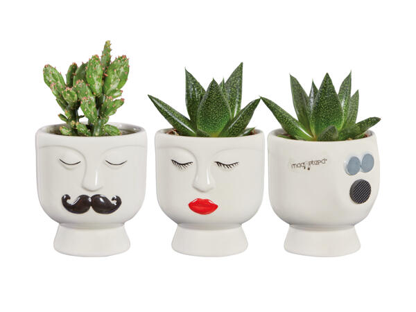 Succulents in magnetic pot