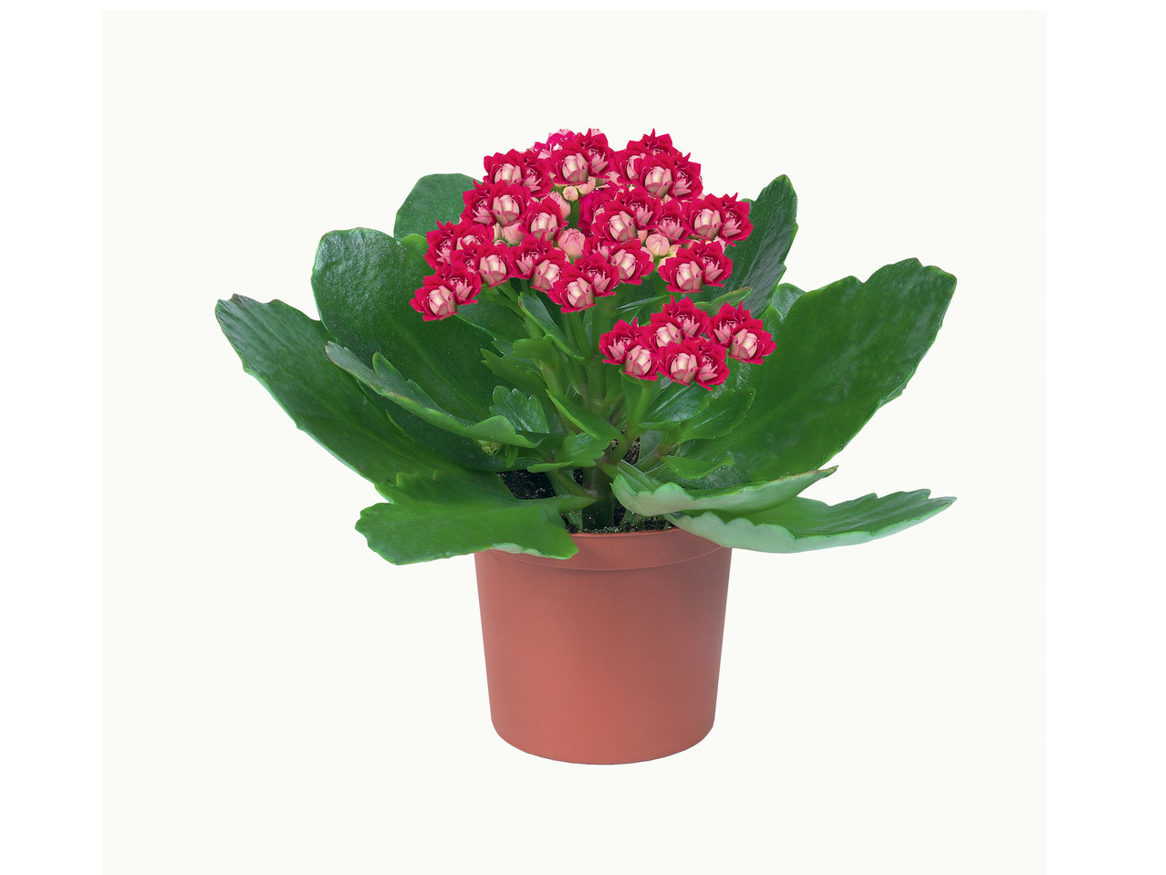 Kalanchoe Mini - Lidl - Portugal - Specials archive