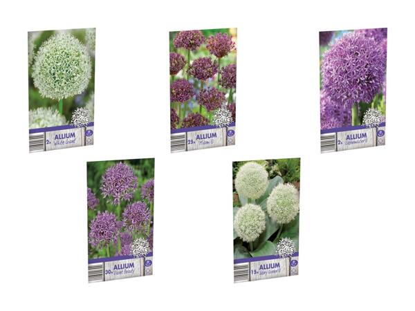Allium blomsterløg