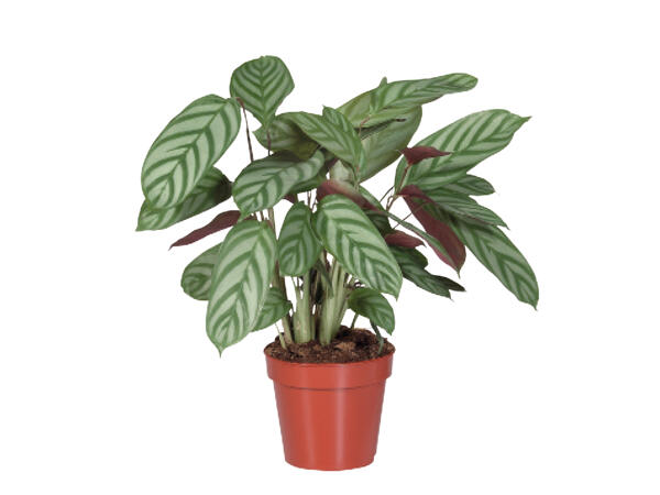 Calathea