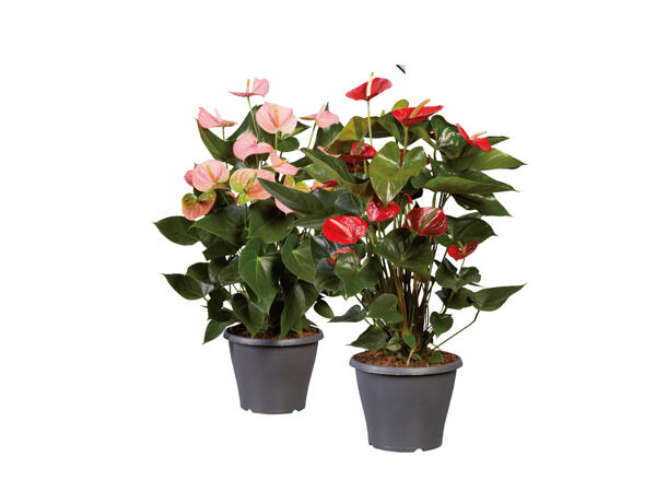 Rosenkalla