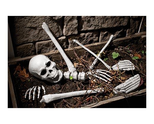 Huntington Home Bones or Skulls
