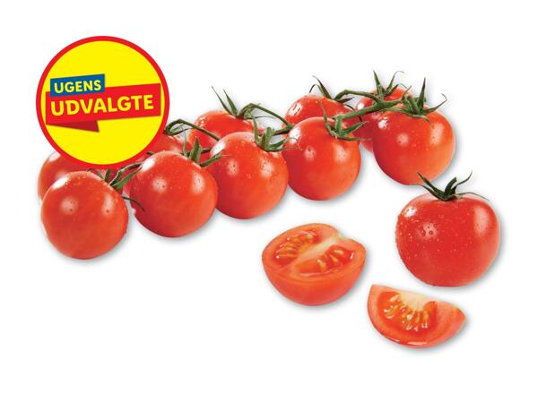 Gourmettomater på stilk