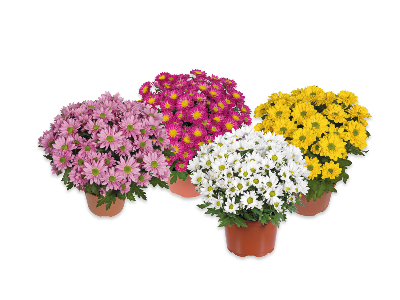 MINI KRYSANTEMUM
