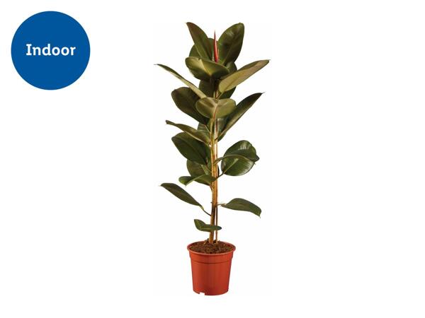 Large Houseplant