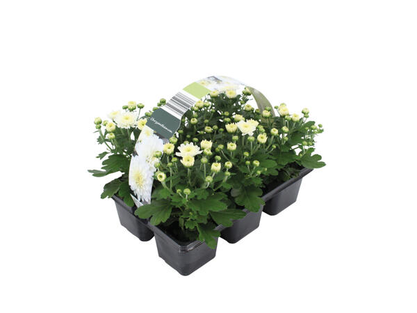 Chrysanthèmes