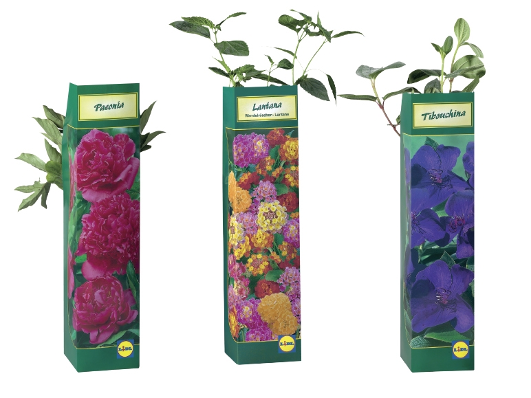 Assorted Summer Flowering Plants