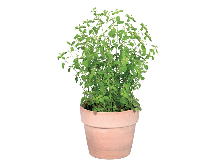 Italian Herbs in Terracotta Pot