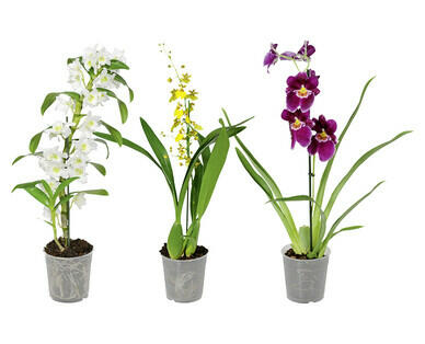ORCHIDEA