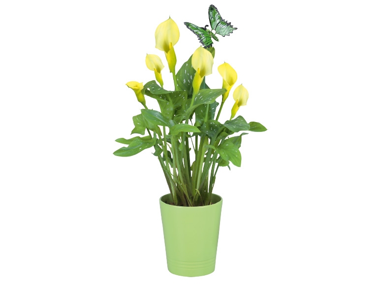Calla im Keramikübertopf