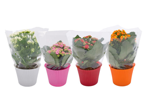 KALANCHOE