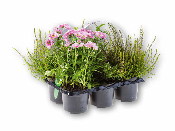 Outdoor mix 6'er bakke