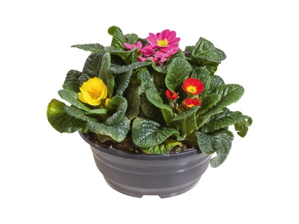 Primrose Tub