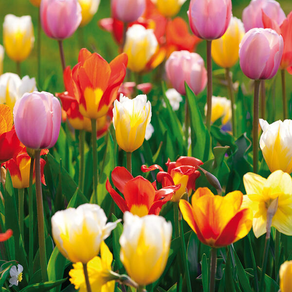 Tulpen