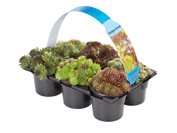 Mixed Sempervivum