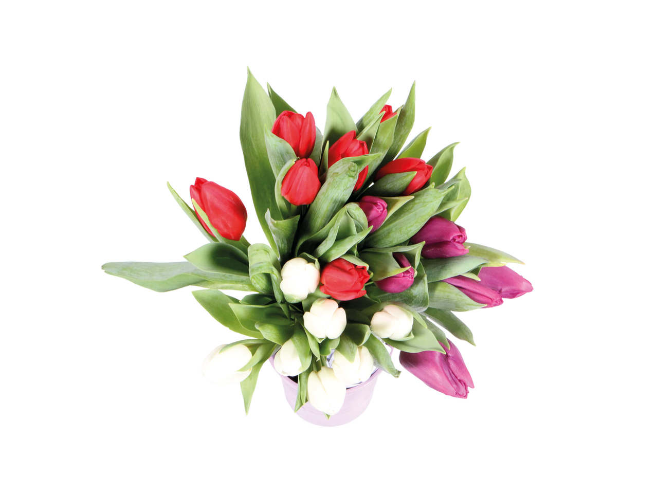 Tulipaner