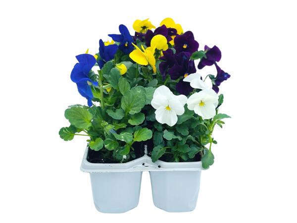 10 Pack Bedding Plants