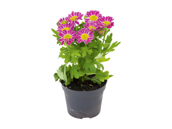 Mini Flowering Plants