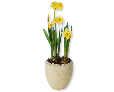 Narcisses dans un pot en pierre