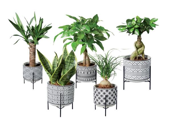 Easy-care plants