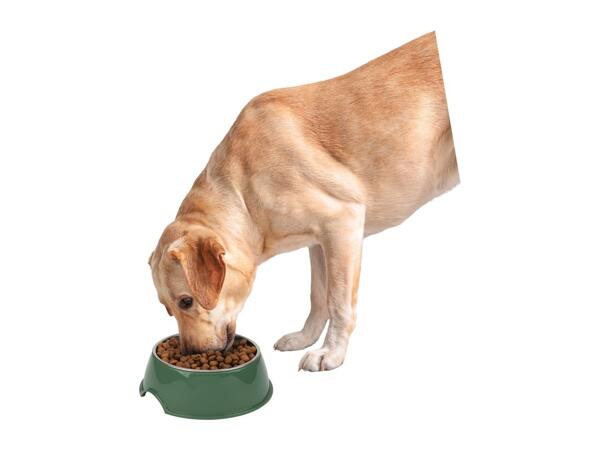 Zoofari Pet Bowl