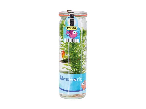 Akvariumplante i glas