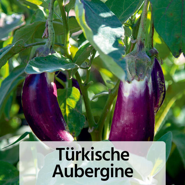 Fruchtgemüse / Tomaten