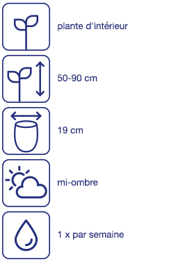 Plante d'appartement