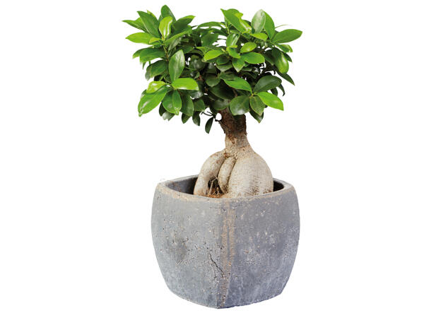 Ficus Ginseng in Viereck Keramik