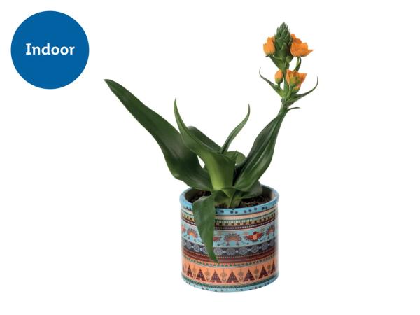 Ornithogalum in Ceramic