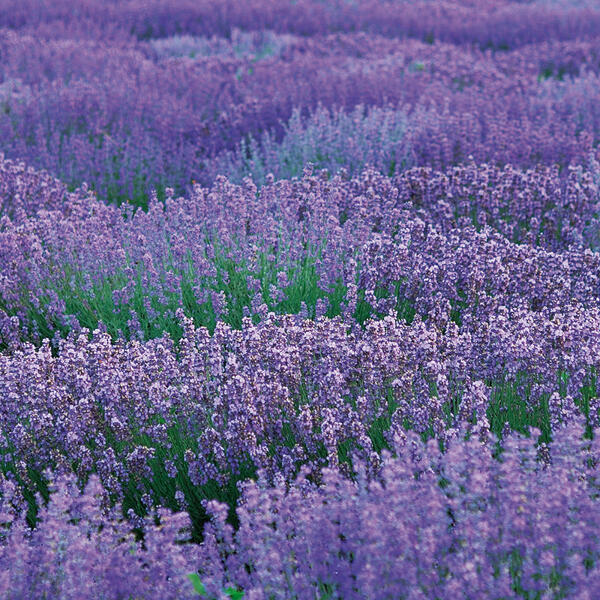 Lavendel