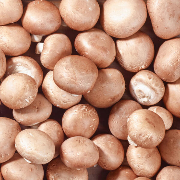 Champignons Braun