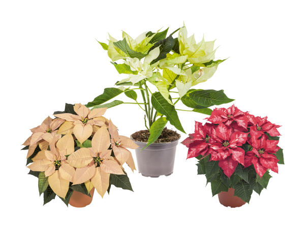 Poinsettia Deluxe
