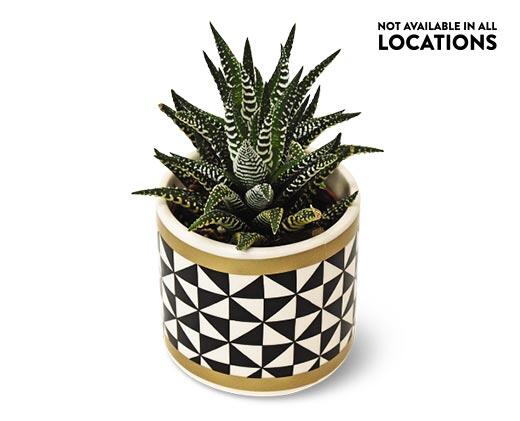 Mini Zebra Plant