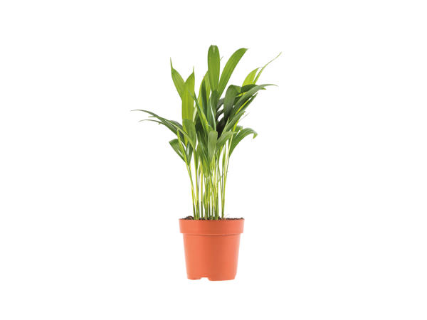 Air-Purifying Plant1