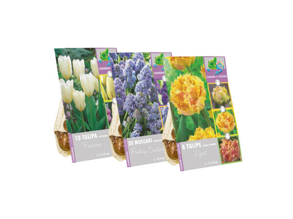 Blomlökar, mix