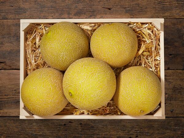 Melon Galia