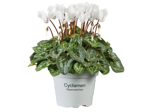 Cyclamen