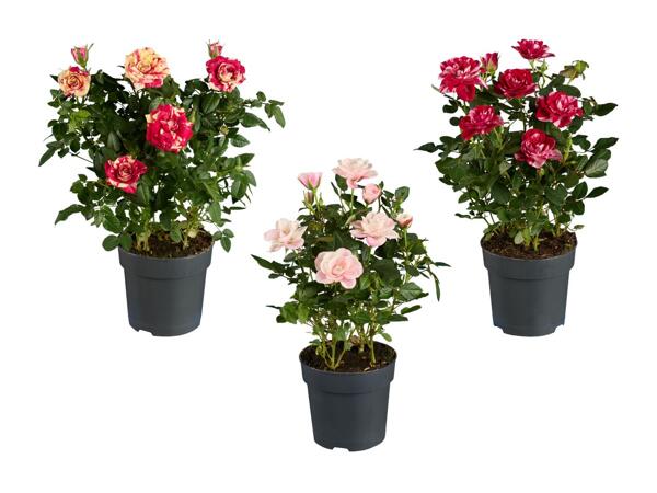Roses en pot Specials Mix